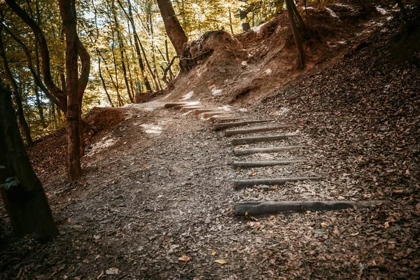 Uma Bela Vista Uma Escada Madeira Uma Floresta Dia Outono — Fotografia de Stock