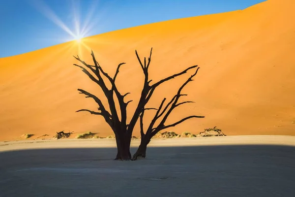 ナミビア ナミブ砂漠 デスバレーで死んだアカシア 背景にある赤い砂丘 — ストック写真