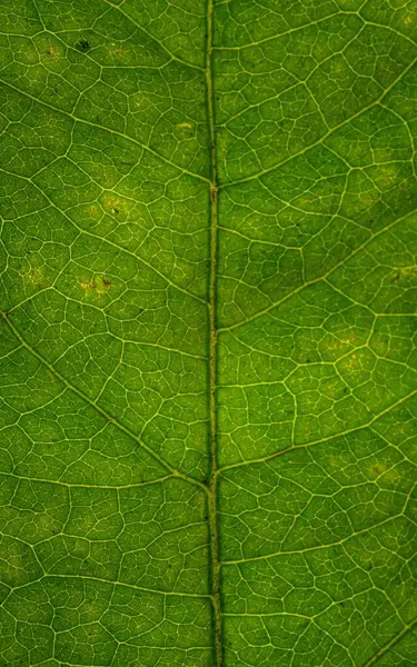 緑の葉の質感の垂直閉鎖 — ストック写真