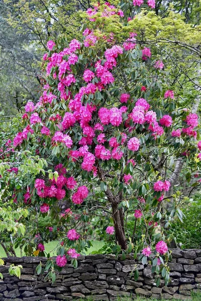 Piękna Magenta Kwitnie Rododendronie Wiosną — Zdjęcie stockowe