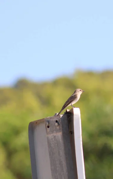 Vertical Shot Spotted Flycatcher Perched Metal Object Isolated Background — Stock Photo, Image