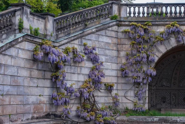 Una Hermosa Escalera Piedra Parque Soleado Decorado Con Delicadas Flores — Foto de Stock