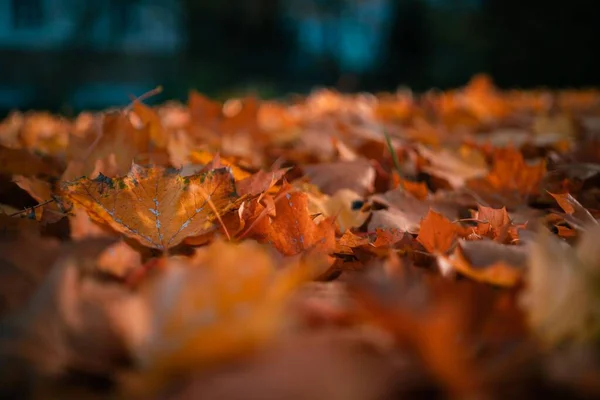 Vackra Gyllene Löv Marken Höst Höst — Stockfoto