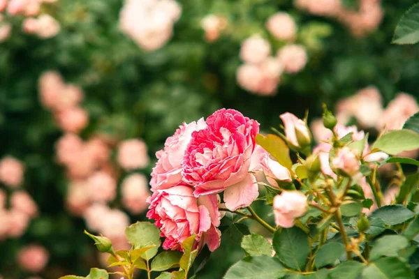 Прекрасный Вид Розовые Розы Саду — стоковое фото