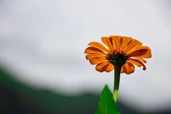 Tiro Ángulo Bajo Parte Posterior Cabeza Una Flor Caléndula Naranja — Foto de Stock