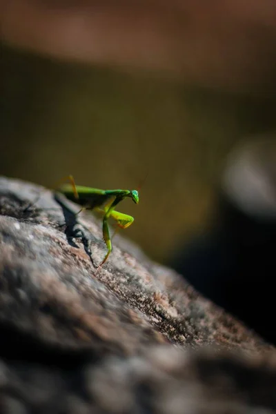 Ένα Κάθετο Πλάνο Ενός Πράσινου Mantis Μια Βραχώδη Επιφάνεια Θολή — Φωτογραφία Αρχείου