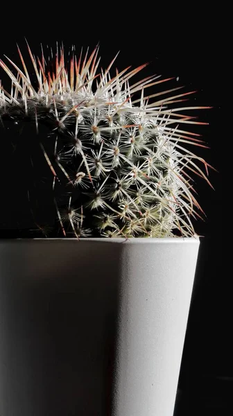 Een Verticaal Close Shot Van Een Stekelige Cactus Een Bloempot — Stockfoto