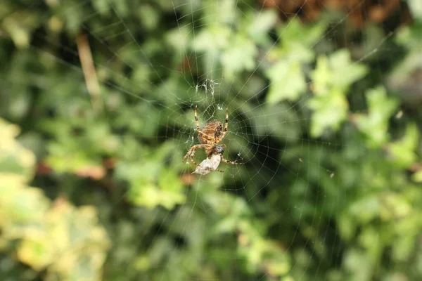 蜘蛛网上蜘蛛在常绿森林中拍到的一张浅浅的焦距照片 — 图库照片