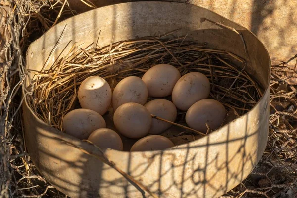 干し草の巣の中の鶏の卵 — ストック写真