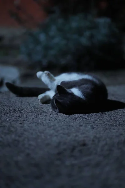 Μια Επιλεκτική Φωτογραφία Μια Ασπρόμαυρη Γούνινη Γάτα Ξαπλωμένη Στο Έδαφος — Φωτογραφία Αρχείου