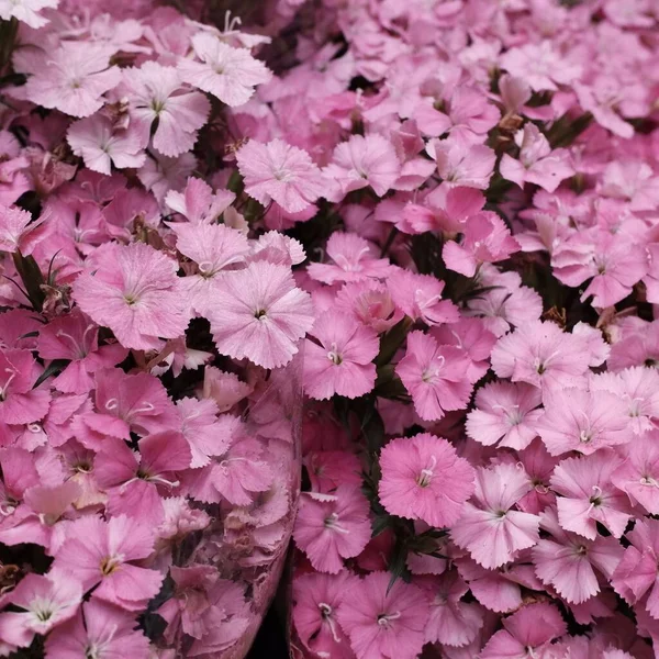 Closeup Shot Phlox Flowers — Stock Photo, Image