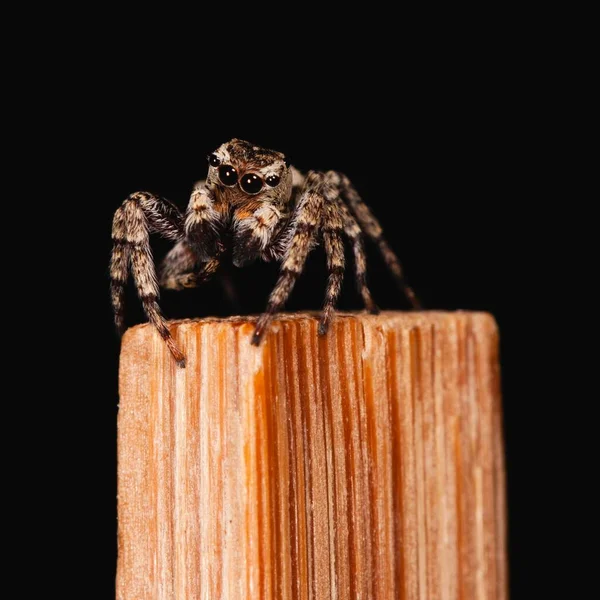 Closeup Cute Little Jumping Spider Chopstick — Stock Photo, Image