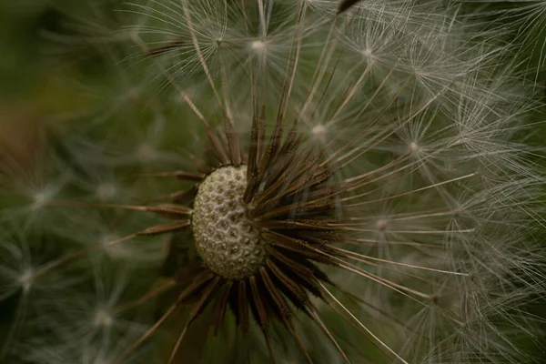 A closeup shot of a dandelion plant in a garden