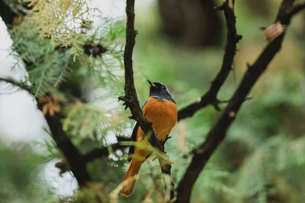 木の上にオレンジの腹が立っている鳥のクローズアップ — ストック写真