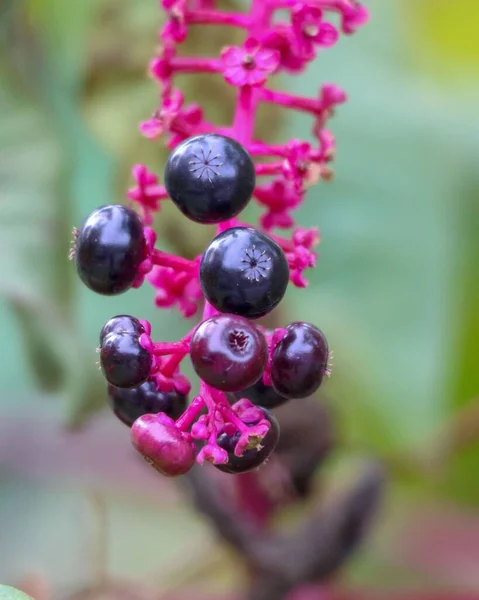 Sebuah Gambar Vertikal Pokeberries Dengan Latar Belakang Kabur — Stok Foto