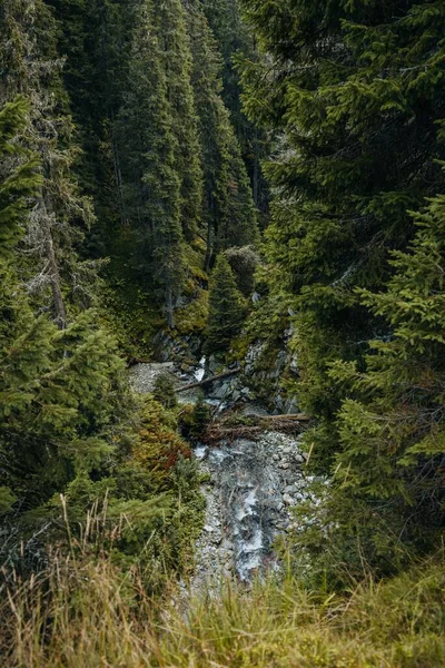 Uma Vista Verde Paisagem Com Árvores Altas Densas Água Corrente — Fotografia de Stock