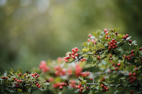 Krásný Výhled Hawthorns Zahradě — Stock fotografie