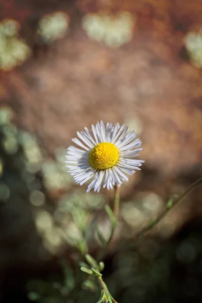Una Flor Silvestre Blanca Floreciendo Campo Fondo Borroso —  Fotos de Stock