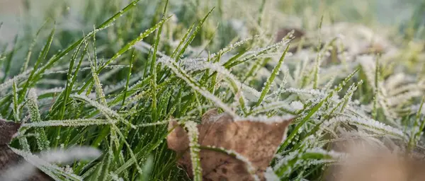 背景がぼやけているフィールドで霜に覆われた草の閉鎖 — ストック写真