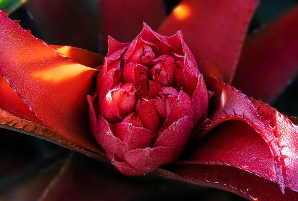 Detailní Záběr Růžové Květy Bromelia Rostoucí Basileji Botanická Zahrada Švýcarsku — Stock fotografie