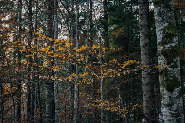 Nahaufnahme Eines Astes Mit Trockenen Gelben Blättern Einem Wald — Stockfoto