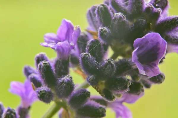 Close Seup Shot Purple Flower Bloom — стоковое фото