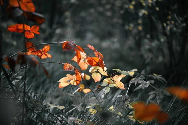 Крупный План Красных Листьев Дереве Осень Осень — стоковое фото