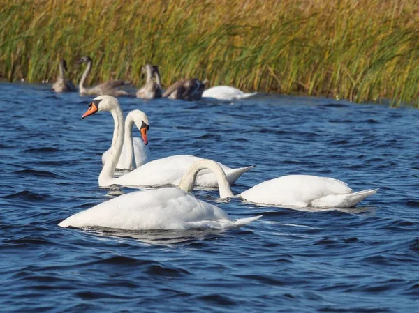 Группа Красивых Белых Лебедей Плавающих Реке Солнечный День — стоковое фото