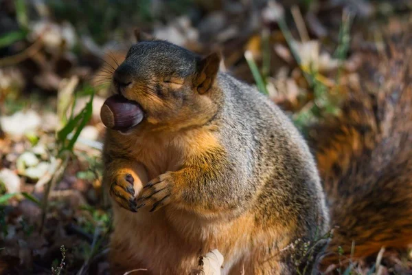 狐狸松鼠的特写镜头 科学龙黑鬼吃栗子 — 图库照片