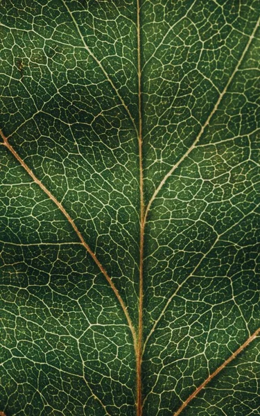 Zbliżenie Zielonej Powierzchni Liści — Zdjęcie stockowe