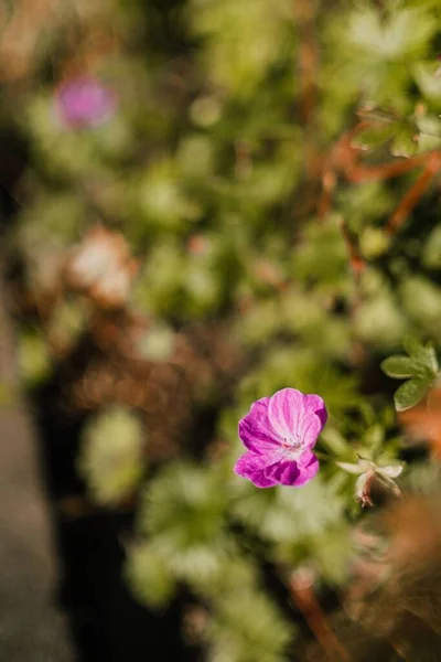 Вертикальний Знімок Квітки Кривавого Журавля Росте Полі Під Сонячним Світлом — стокове фото