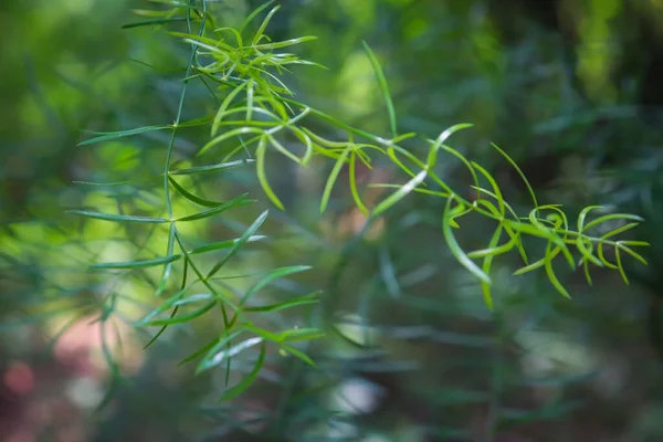 薄緑色の葉を持つアスパラガスのシダの枝の閉鎖 — ストック写真