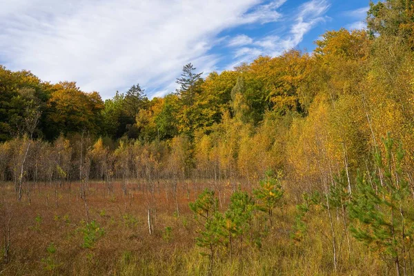 Живописный Вид Купель Желтыми Деревьями Облачным Голубым Небом Осенью — стоковое фото
