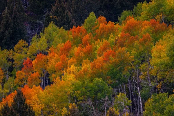 Τοπίο Πολύχρωμα Φυλλώματα Κίτρινα Και Πράσινα Δέντρα Στο Δάσος Του — Φωτογραφία Αρχείου