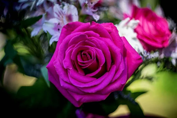 一束美丽的粉红色玫瑰在一束花中的特写 — 图库照片