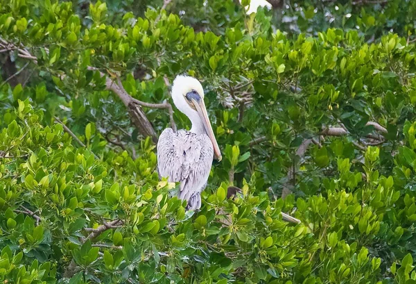 Close Pelicano Marrom Oriental Vegetação — Fotografia de Stock