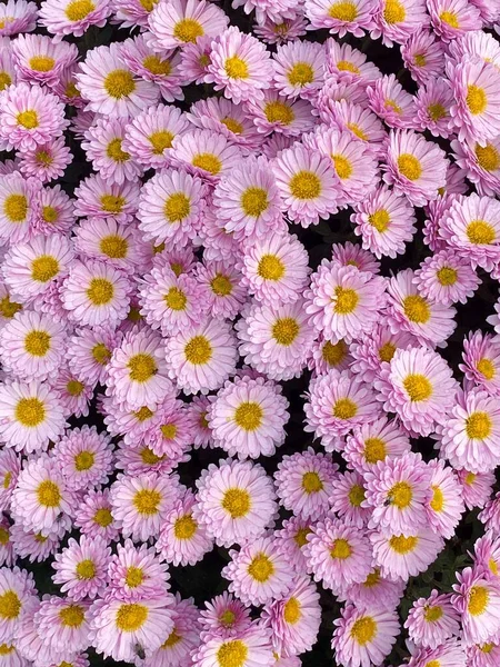 Vertical Shot Purple Chrysanths — Stock Photo, Image