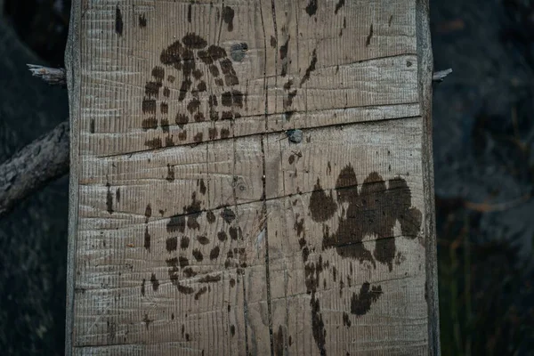 Part Cut Tree Footprint Person Footprint Animal — Stock Photo, Image