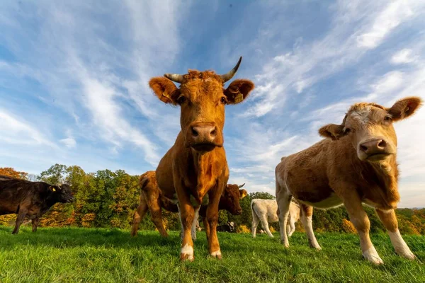 Una Toma Ángulo Bajo Una Manada Vacas Mirando Cámara Campo — Foto de Stock