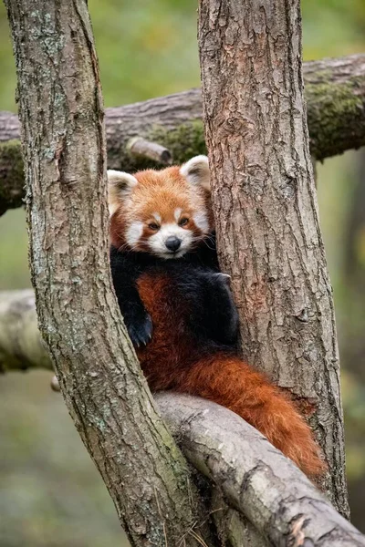 Svislý Záběr Červené Pandy Větvích Stromu — Stock fotografie
