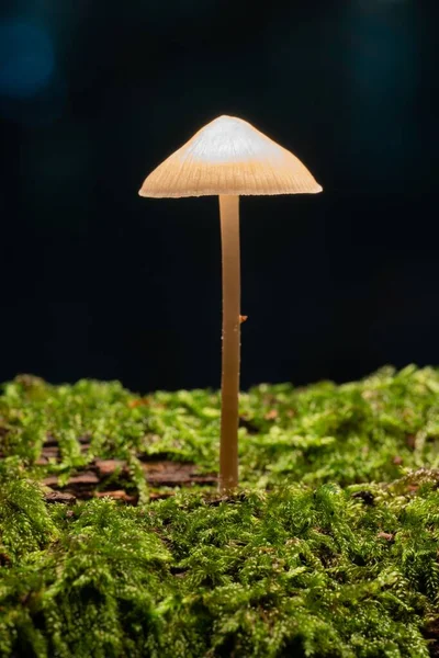 Pequeno Cogumelo Floresta — Fotografia de Stock