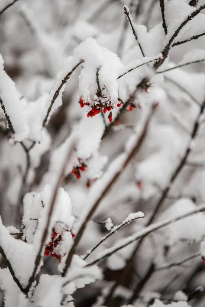Detailní Záběr Rostlin Stromů Větvemi Pokrytými Sněhem Utica New York — Stock fotografie