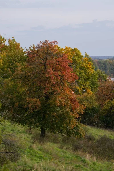 丘の緑の斜面に秋の木の垂直ショット — ストック写真