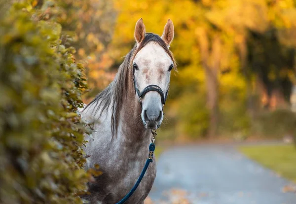 Gray Arabian Horse Dark Halter Posing Outdoors — Stock Photo, Image