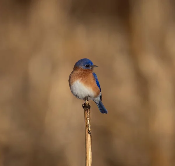 Detailní Záběr Roztomilé Bluebird Sedí Holi Venku Rozmazaným Pozadím — Stock fotografie