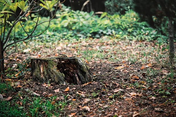 森の中の木の切り株 — ストック写真