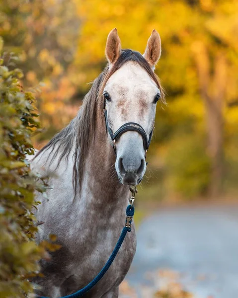 Šedý Arabský Kůň Tmavé Ohlávce Pózující Venku — Stock fotografie