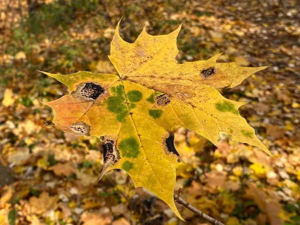 Ένα Κοντινό Πλάνο Του Πεσμένου Φύλλου Σφενδάμου Φθινόπωρο — Φωτογραφία Αρχείου