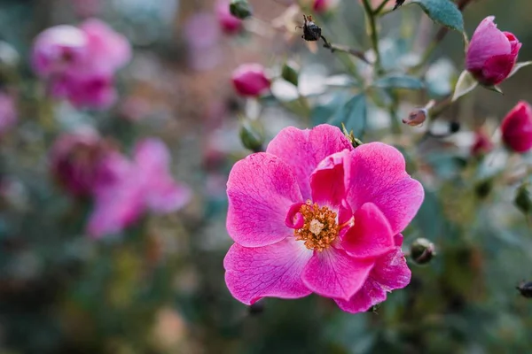 Ένα Κοντινό Πλάνο Ενός Όμορφου Ροζ Τριαντάφυλλου Κήπου — Φωτογραφία Αρχείου