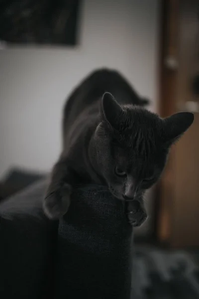 ソファの上で遊ぶ灰色の黒い猫垂直ショット — ストック写真